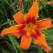 Heavenly Fire and Flame Daylily